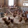 POULES
