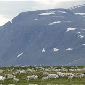 Parcs Nunavik