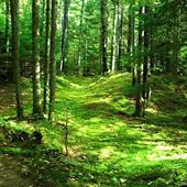 Jardin_Boreal
