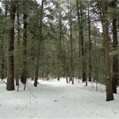#16140 Forêt Oka (hiver)