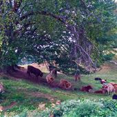 Vaches écossaises
