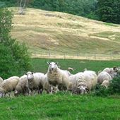 Hall Acres sheep farm