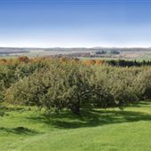 La pommalbonne