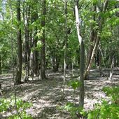 #15516 Lac de Deux-Montagnes