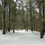 #16140 Forêt Oka (hiver)