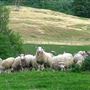 Hall Acres sheep farm