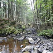 #16229 Rivière Titley