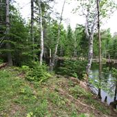 #16380 Lac et forêt sauvages