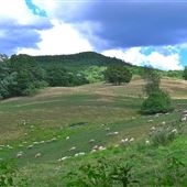 forets et landscapes de Lac Brome