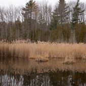 Marais de la rivière aux cerises