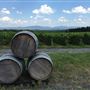 Vignoble Leon Courville