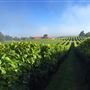 Vignoble Les Vallons de Wadleigh