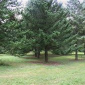 Arboretum Morgan