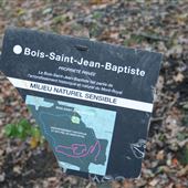 Parc du Mont-Royal - Bois Saint-Jean-Baptiste