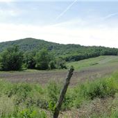#15859 Vignoble d'Oka