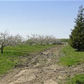 #15823 Apple Blossom