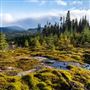 Forêt Montmorency