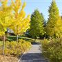 Arboretum du Domaine Maizerets