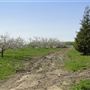 #15823 Apple Blossom