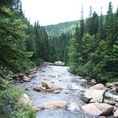 Forêt Montmorency