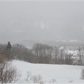 Forêt à L'Anse-Saint-Jean
