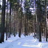 #16146 Forêt Bourbonnière
