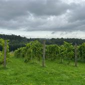 Vignoble La Halte des Pèlerins
