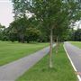 Parc Maisonneuve