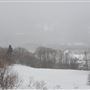 Forêt à L'Anse-Saint-Jean