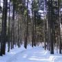 #16146 Forêt Bourbonnière