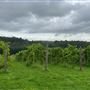 Vignoble La Halte des Pèlerins