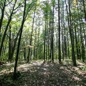 #16562 Parc d'Oka - Accès et forêt