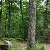 Forêt Korman