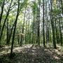 #16562 Parc d'Oka - Accès et forêt