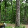 Forêt Korman