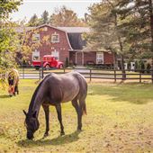 Eclectic farm house and barn