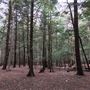 #17118 Pinède d’Oka