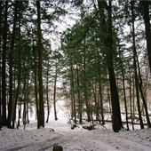 #16842 Pinède d'Oka