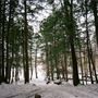 #16842 Pinède d'Oka (hiver)