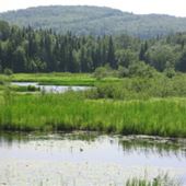 Les Marais du Nord