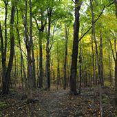Bois de la Source