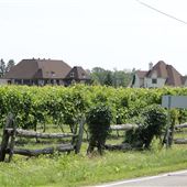 #15553 Vignoble Rivière-du-Chêne