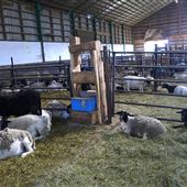 Agneau Ferme Maui