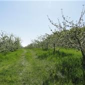 #15825 Apple Blossom