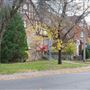 Rue Ellerdale