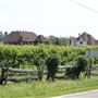 #15553 Vignoble Rivière-du-Chêne