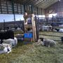 Agneau Ferme Maui