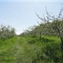 #15825 Apple Blossom