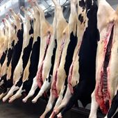 Abattoir Zampini (Possibilité Lundi /mardi)