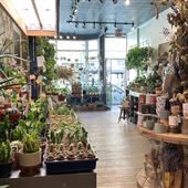 Fleuriste Bloma